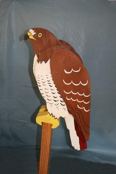 Red tail Hawk