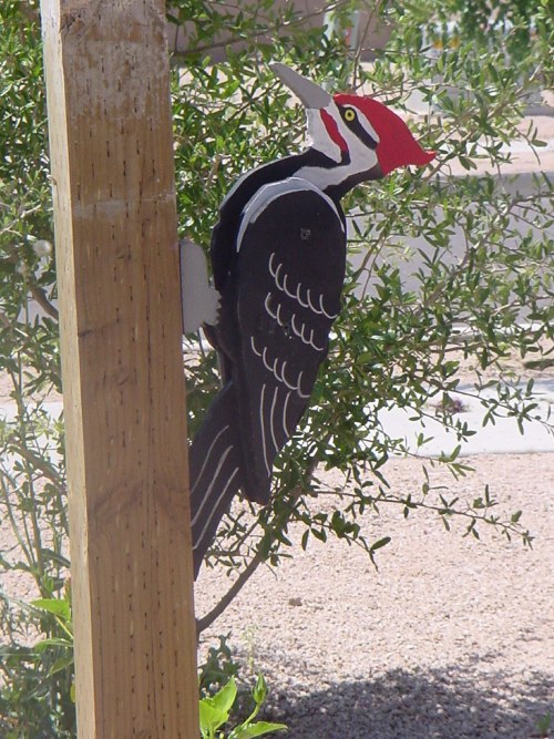 wood pecker